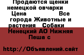 Продаются щенки немецкой овчарки!!! › Цена ­ 6000-8000 - Все города Животные и растения » Собаки   . Ненецкий АО,Нижняя Пеша с.